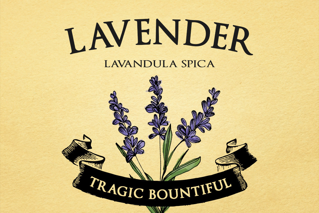 Lavender | Lavendula Spica | Illustration of 3 lavender stalks on a yellow background with a black ribbon banner on top of them that reads #TRAGICBOUNTIFUL