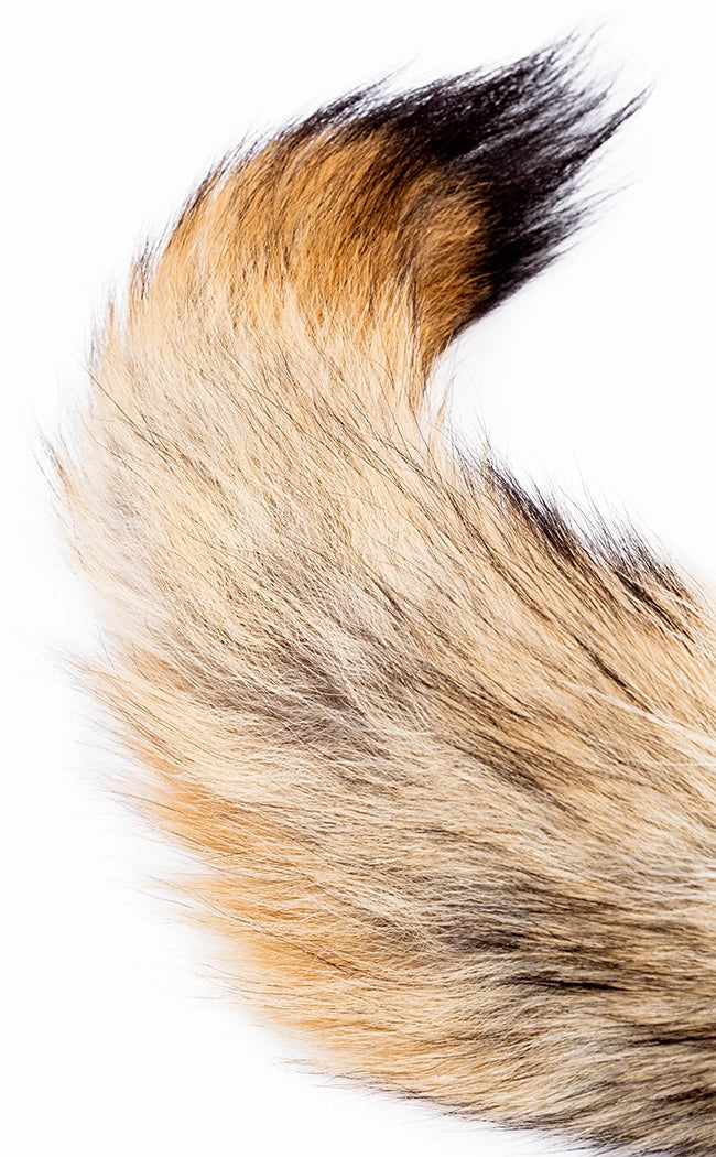 Coyote Tail-Oddities & Curiosities-Tragic Beautiful