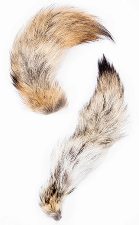 Coyote Tail-Oddities & Curiosities-Tragic Beautiful