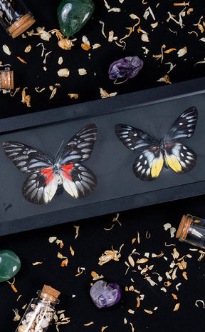 Dual Butterflies in Display Case-Oddities & Curiosities-Tragic Beautiful