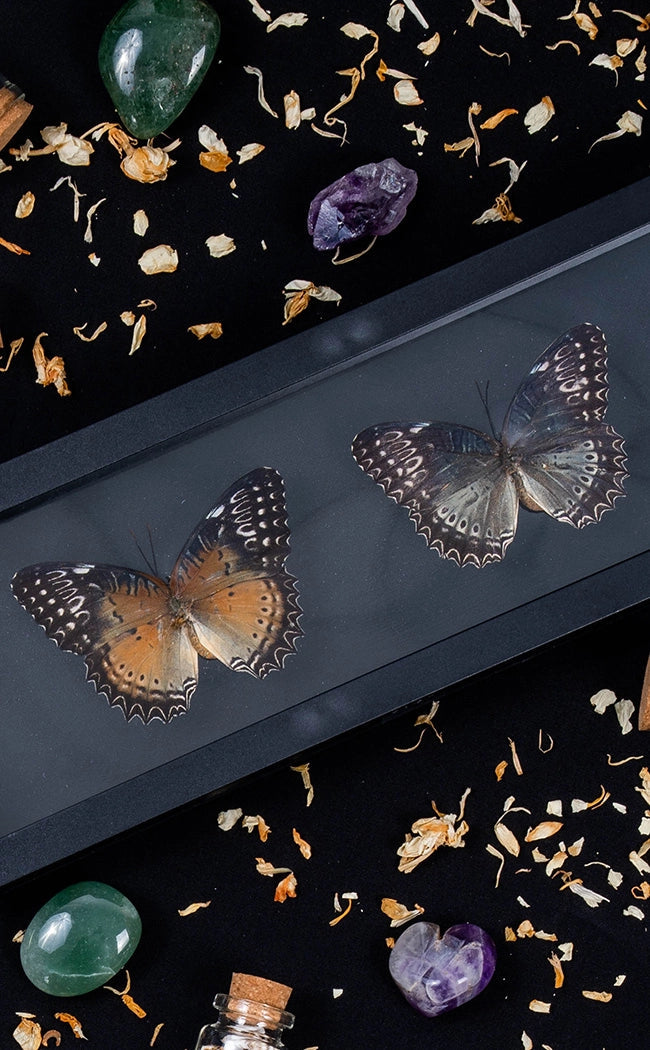 Dual Butterflies in Display Case-Oddities & Curiosities-Tragic Beautiful