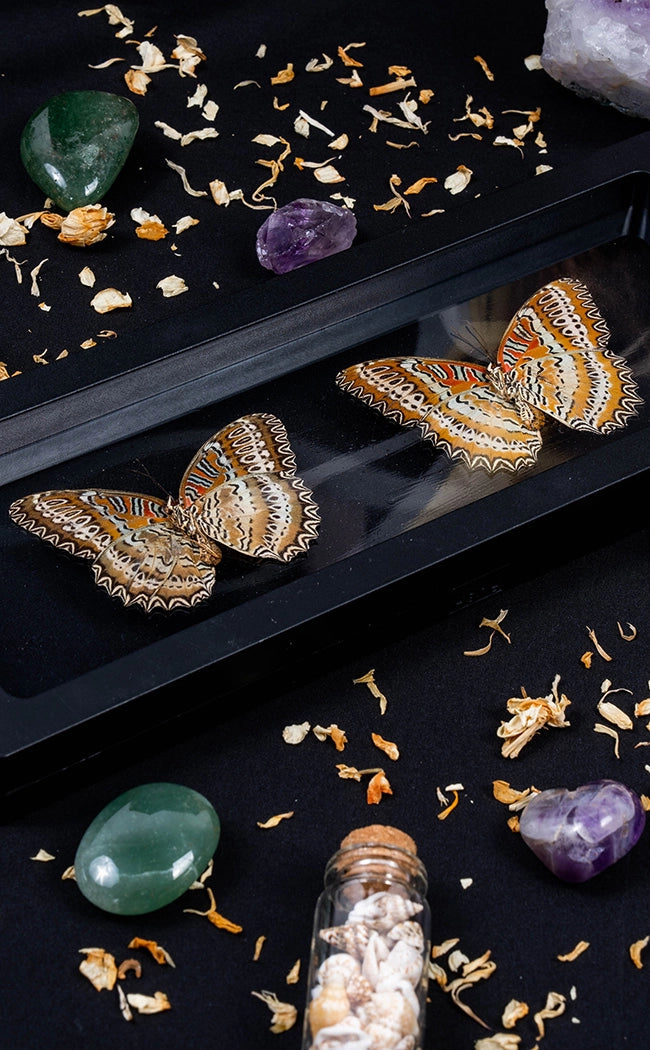 Dual Butterflies in Display Case-Oddities & Curiosities-Tragic Beautiful