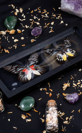 Dual Butterflies in Display Case-Oddities & Curiosities-Tragic Beautiful