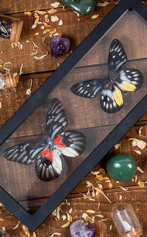 Dual Butterflies in Display Case-Oddities & Curiosities-Tragic Beautiful