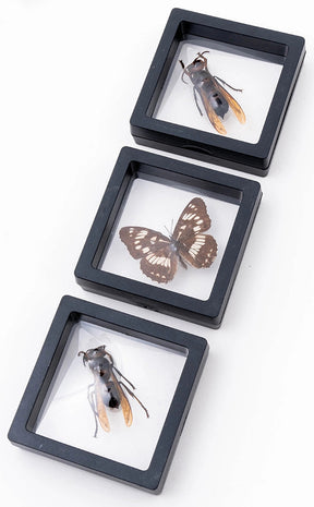 Flying Insects in Display Case Curiosity-Oddities & Curiosities-Tragic Beautiful