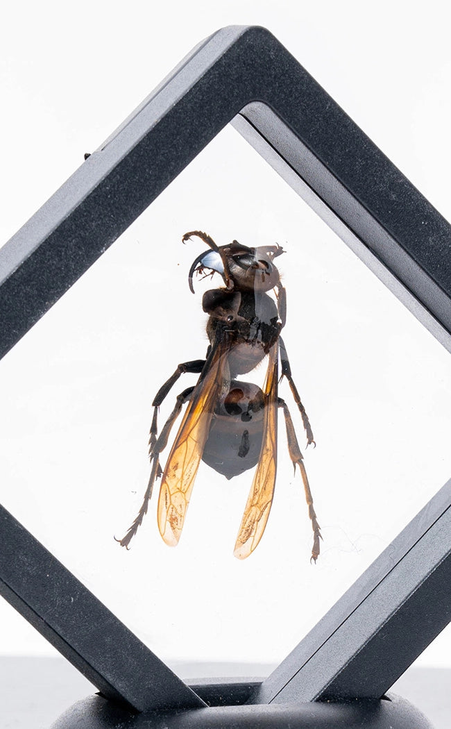 Flying Insects in Display Case Curiosity-Oddities & Curiosities-Tragic Beautiful