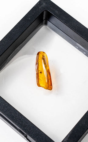 Genuine Baltic Amber with Insects | Rare-Oddities & Curiosities-Tragic Beautiful