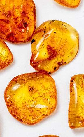 Genuine Baltic Amber with Insects | Rare-Oddities & Curiosities-Tragic Beautiful