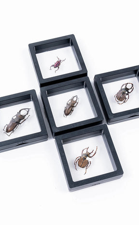 Genuine Beetle in Display Case Curiosity-Oddities & Curiosities-Tragic Beautiful