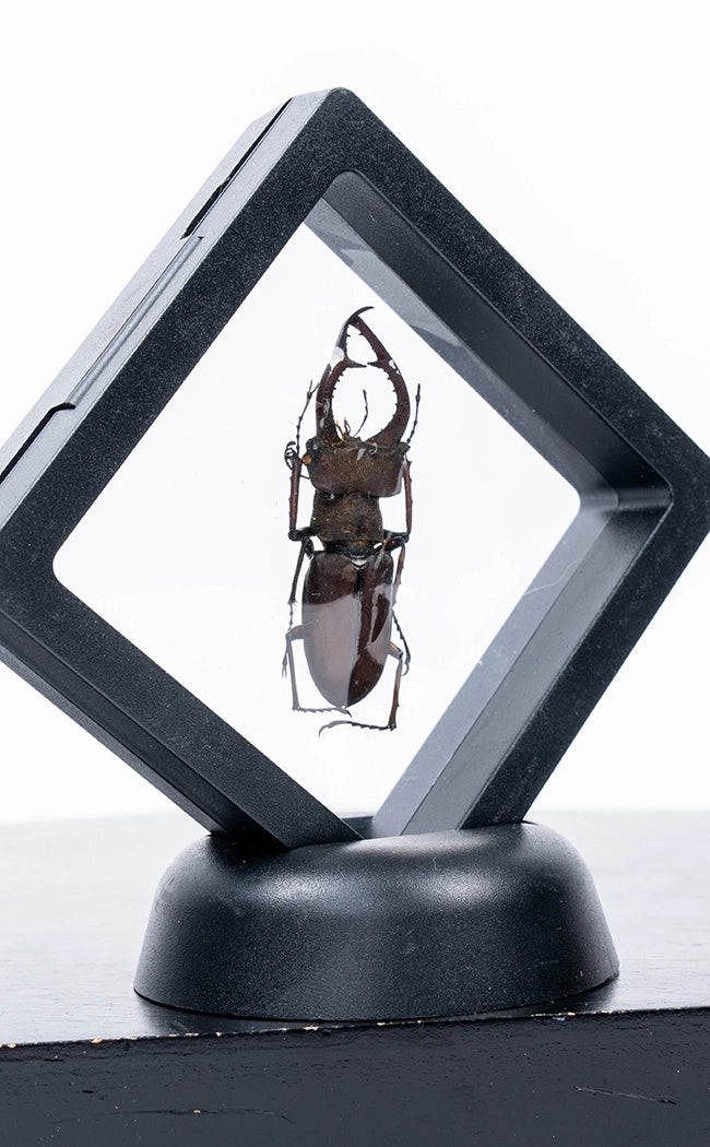 Genuine Beetle in Display Case Curiosity-Oddities & Curiosities-Tragic Beautiful