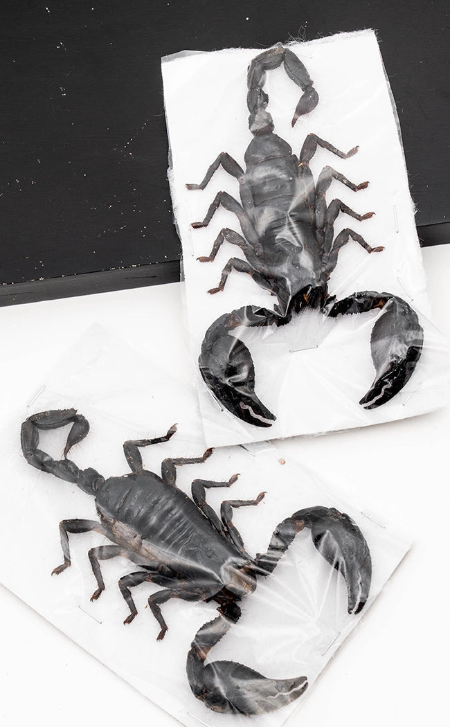 Genuine Real Giant Scorpion (Heterometrus spinifer)-Oddities & Curiosities-Tragic Beautiful