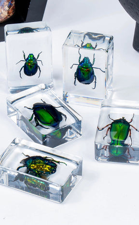 Insects in Resin Curiosity | Beetles-Oddities & Curiosities-Tragic Beautiful