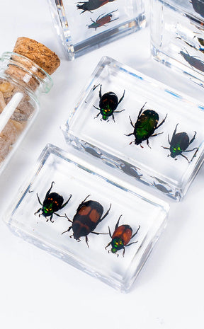 Insects in Resin Curiosity | Beetles-Oddities & Curiosities-Tragic Beautiful