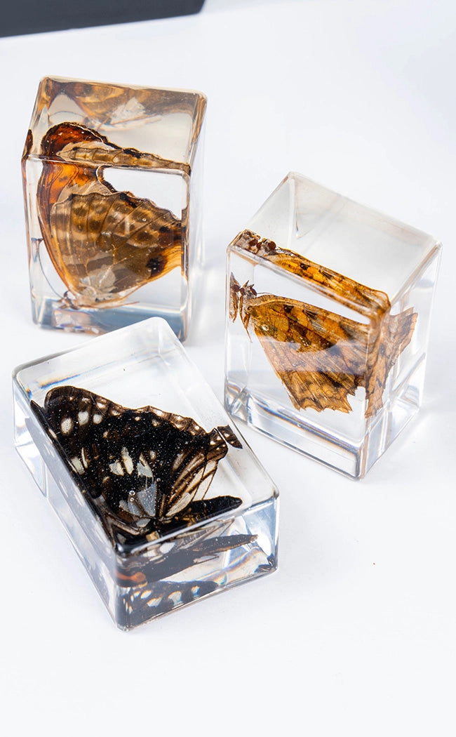 Insects in Resin Curiosity | Butterflies-Oddities & Curiosities-Tragic Beautiful