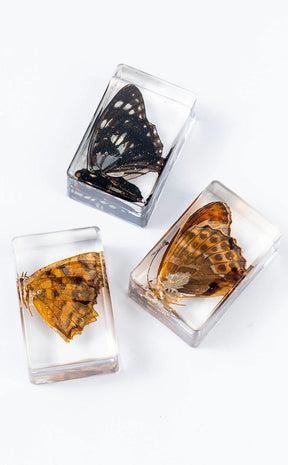 Insects in Resin Curiosity | Butterflies-Oddities & Curiosities-Tragic Beautiful