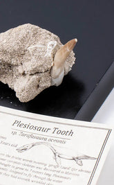 Plesiosaur Tooth Fossil In Matrix | Rare-Oddities & Curiosities-Tragic Beautiful