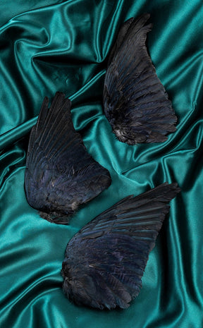 Real Carrion Crow (Corvus Corone) Wings-Oddities & Curiosities-Tragic Beautiful