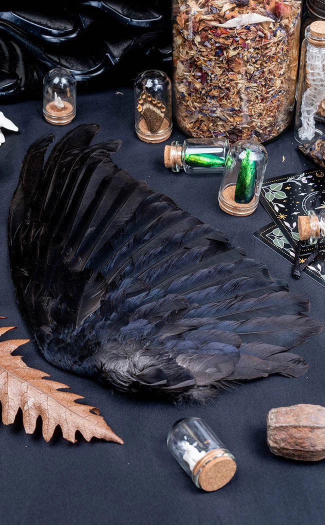 Real Carrion Crow (Corvus Corone) Wings-Oddities & Curiosities-Tragic Beautiful