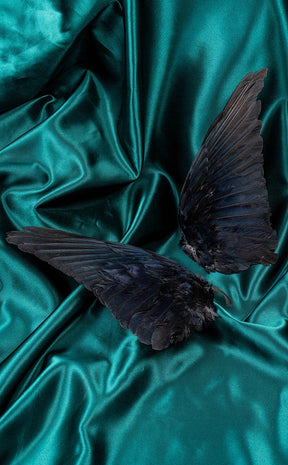 Real Carrion Crow (Corvus Corone) Wings-Oddities & Curiosities-Tragic Beautiful