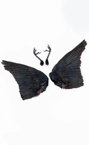 Real Carrion Crow (Corvus Corone) Wings-Oddities & Curiosities-Tragic Beautiful