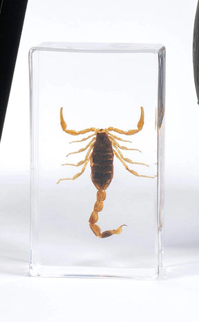 Scorpions in Resin Curiosity-Oddities & Curiosities-Tragic Beautiful