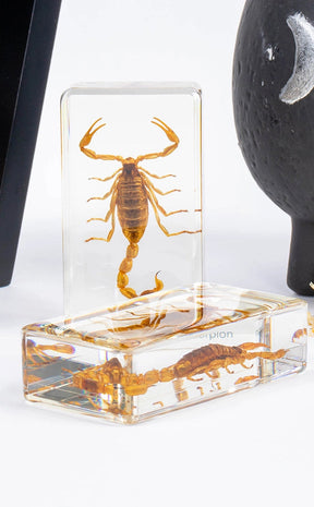 Scorpions in Resin Curiosity-Oddities & Curiosities-Tragic Beautiful