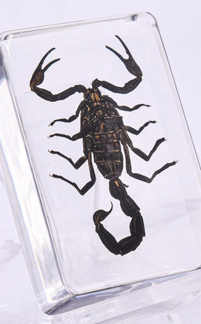 Scorpions in Resin Curiosity-Oddities & Curiosities-Tragic Beautiful