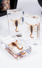 Scorpions in Resin Curiosity-Oddities & Curiosities-Tragic Beautiful