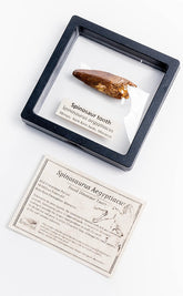 Spinosaurus Tooth Fossil in Display Case-Oddities & Curiosities-Tragic Beautiful