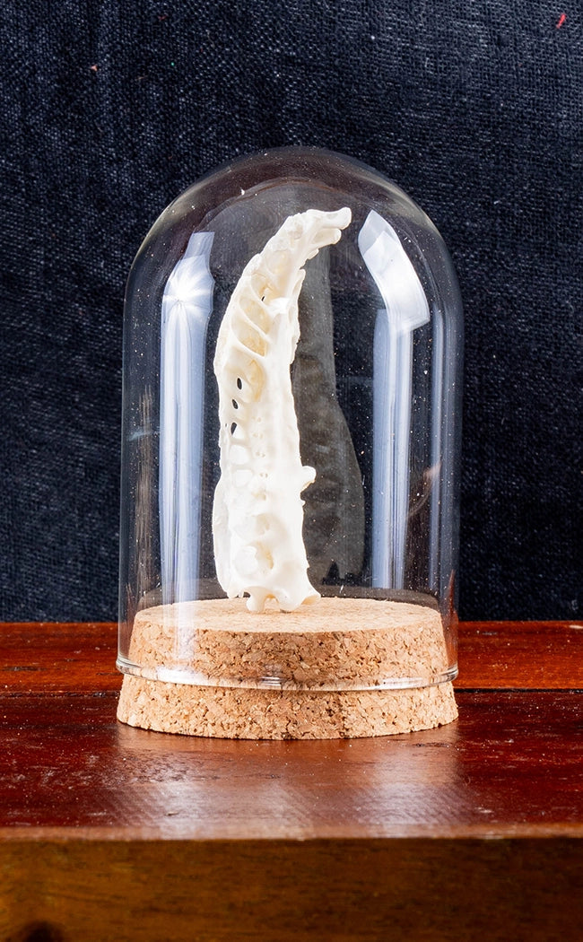 Animal Spine Bones in Glass Domes