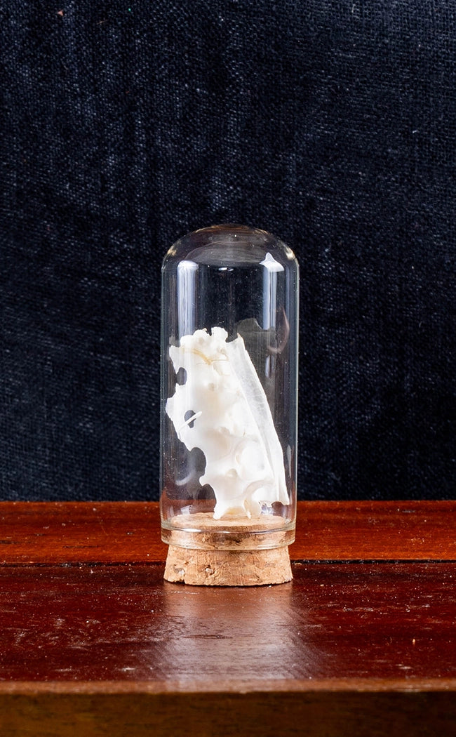 Animal Spine Bones in Glass Domes