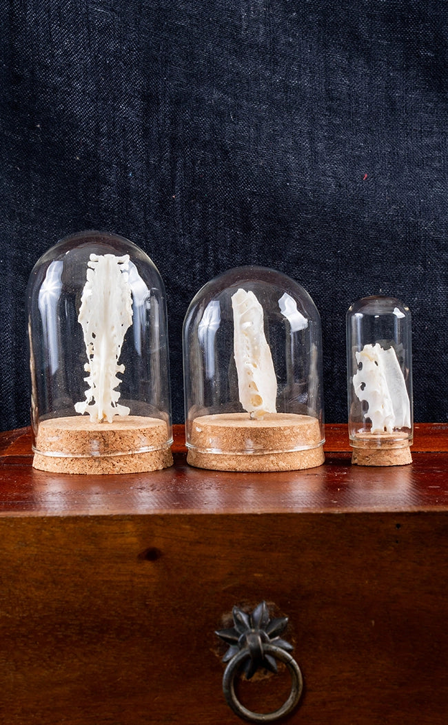 Animal Spine Bones in Glass Domes