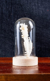 Animal Spine Bones in Glass Domes