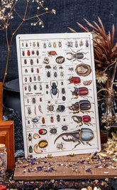 Antique Types of Bugs Tin Sign