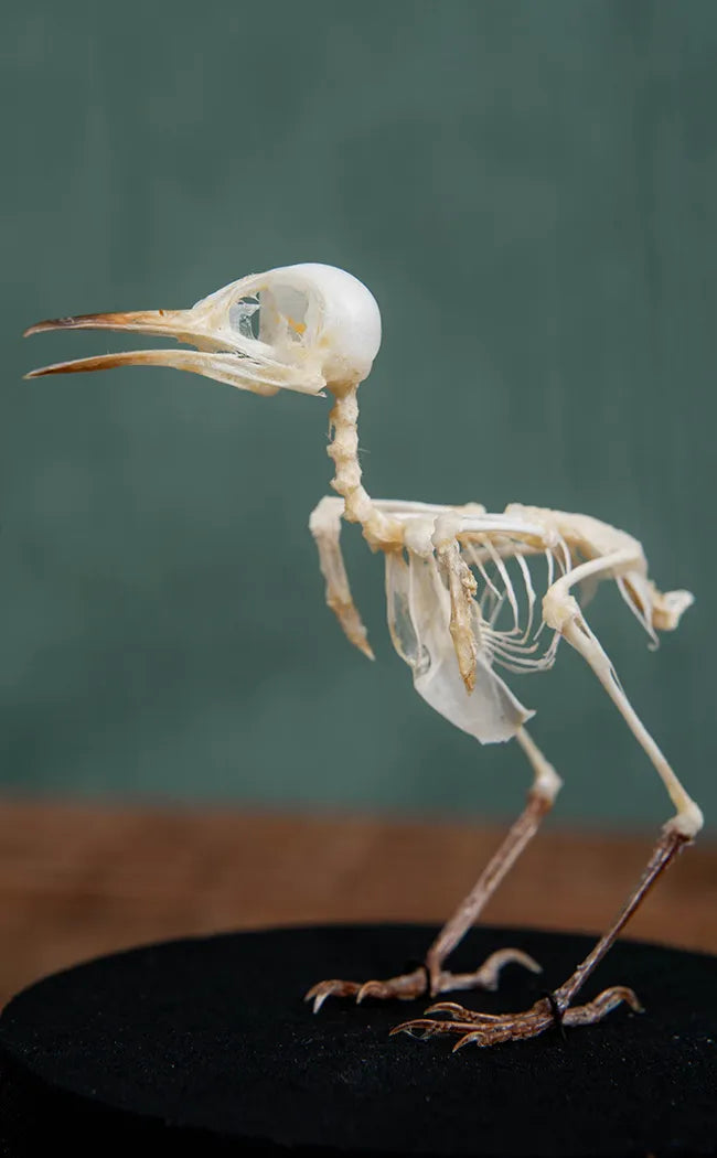 Ashy Tailorbird Articulated Bird Skeleton