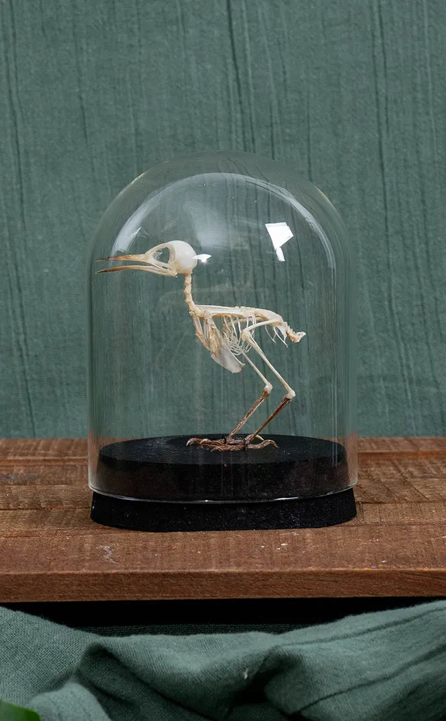 Ashy Tailorbird Articulated Bird Skeleton