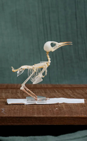 Ashy Tailorbird Articulated Bird Skeleton