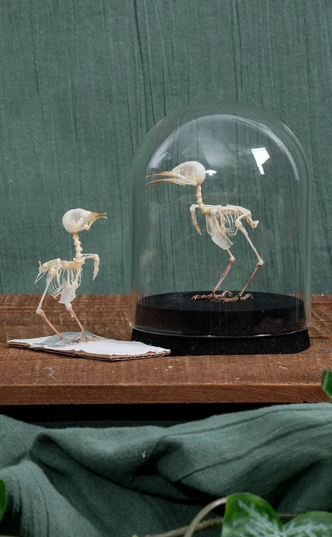 Ashy Tailorbird Articulated Bird Skeleton