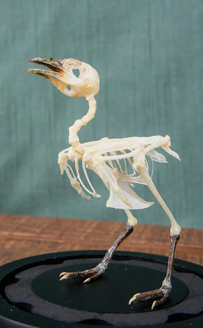 Barred Buttonquail Articulated Bird Skeleton