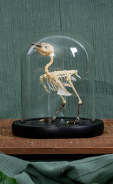 Barred Buttonquail Articulated Bird Skeleton