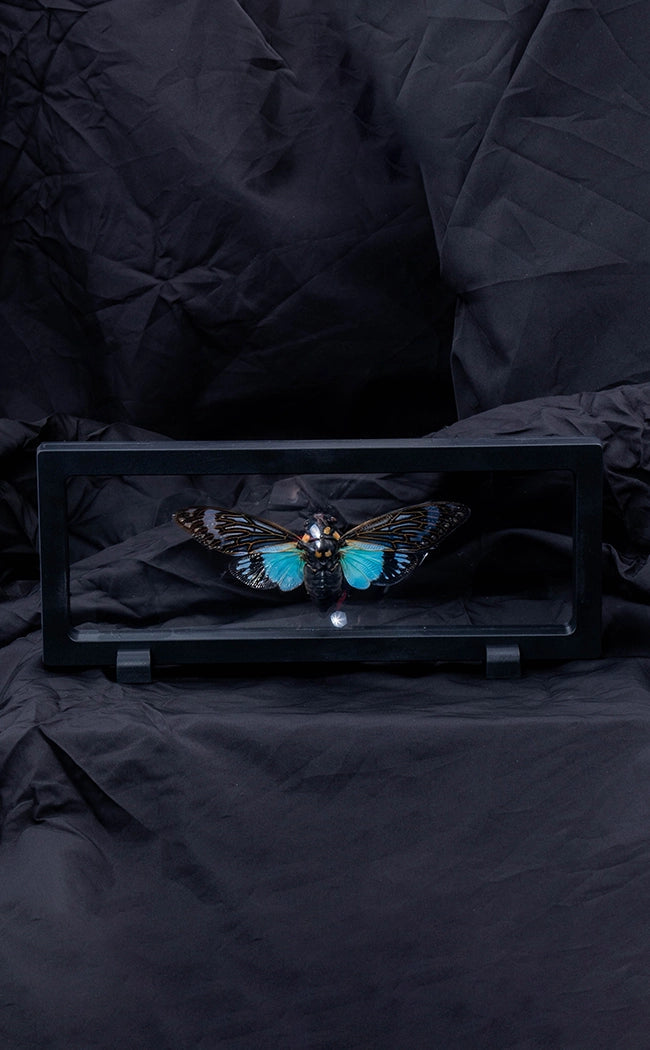 Beautiful Blue Cicada Tosena Splendida in Display Case