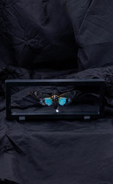 Beautiful Blue Cicada Tosena Splendida in Display Case