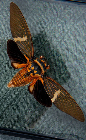 Beautiful Cicada in Display Case | Tosena melanoptera