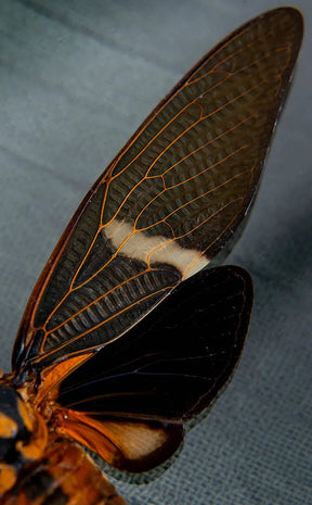 Beautiful Cicada in Display Case | Tosena melanoptera