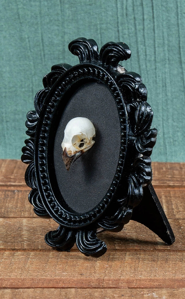 Bird Skull in Mini Vintage Frame