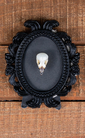 Bird Skull in Mini Vintage Frame