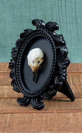 Bird Skull in Mini Vintage Frame