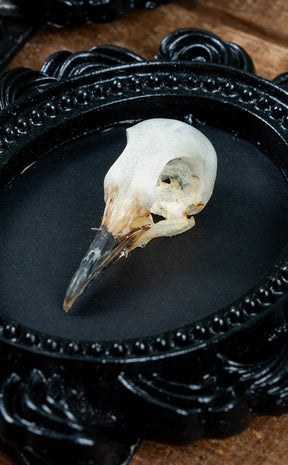 Bird Skull in Mini Vintage Frame