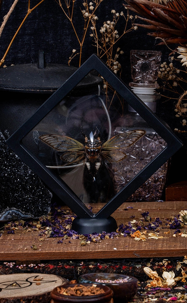 Black Clearwing Cicada in Display Case