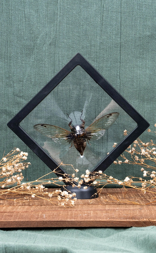 Black Clearwing Cicada in Display Case
